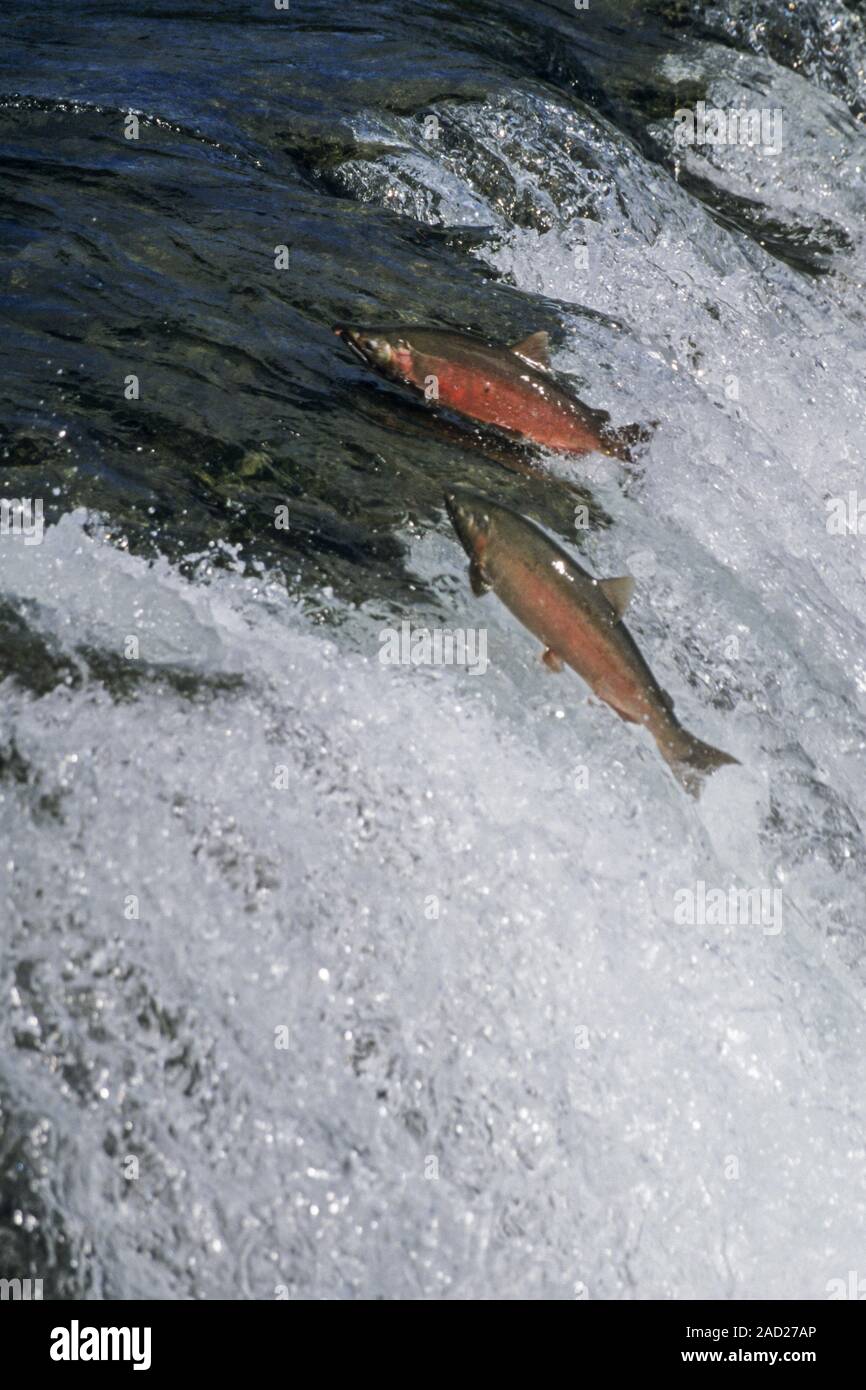 Saumon coho, après l'entrée dans l'eau douce, ils développent des côtés rouge vif - (Silver) Banque D'Images