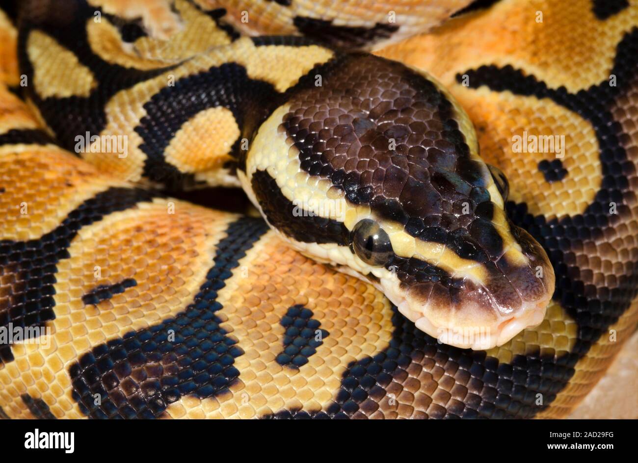 Python royal pastel. Gros plan de la tête d'une couleur pastel de morph le  python royal (Python regius) montrant les fosses sensorielles (bas à  droite) au-dessus Photo Stock - Alamy