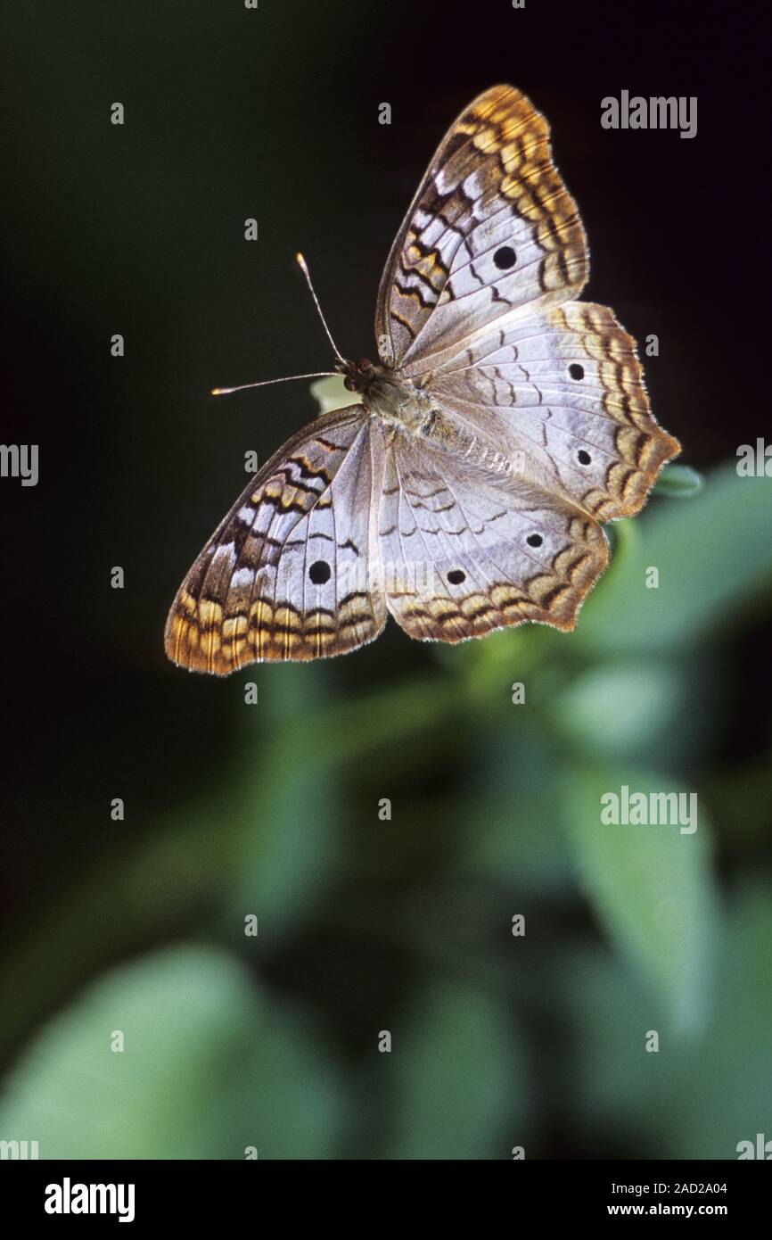 Paon blanc, le mâle afficher un comportement territorial unique / Anartia jatrophae Banque D'Images