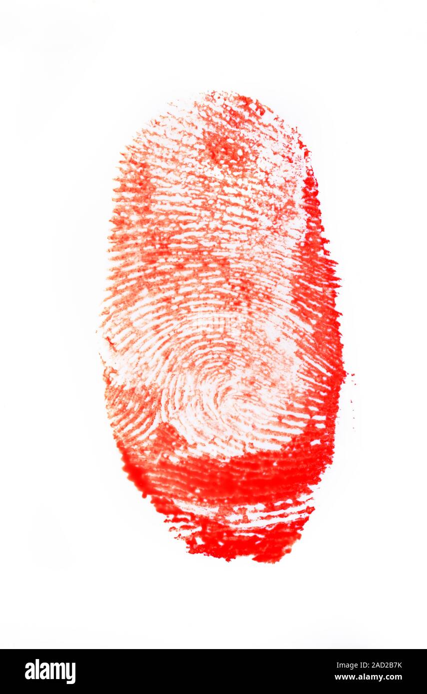 L'empreinte sanglante. Les empreintes digitales et le sang trouvé sur les  lieux de crimes sont utilisées en médecine légale pour identifier les  suspects et les victimes Photo Stock - Alamy