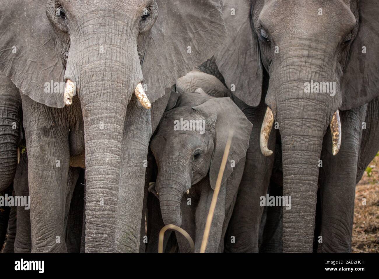 Bébé éléphant en entre un troupeau d'éléphants. Banque D'Images