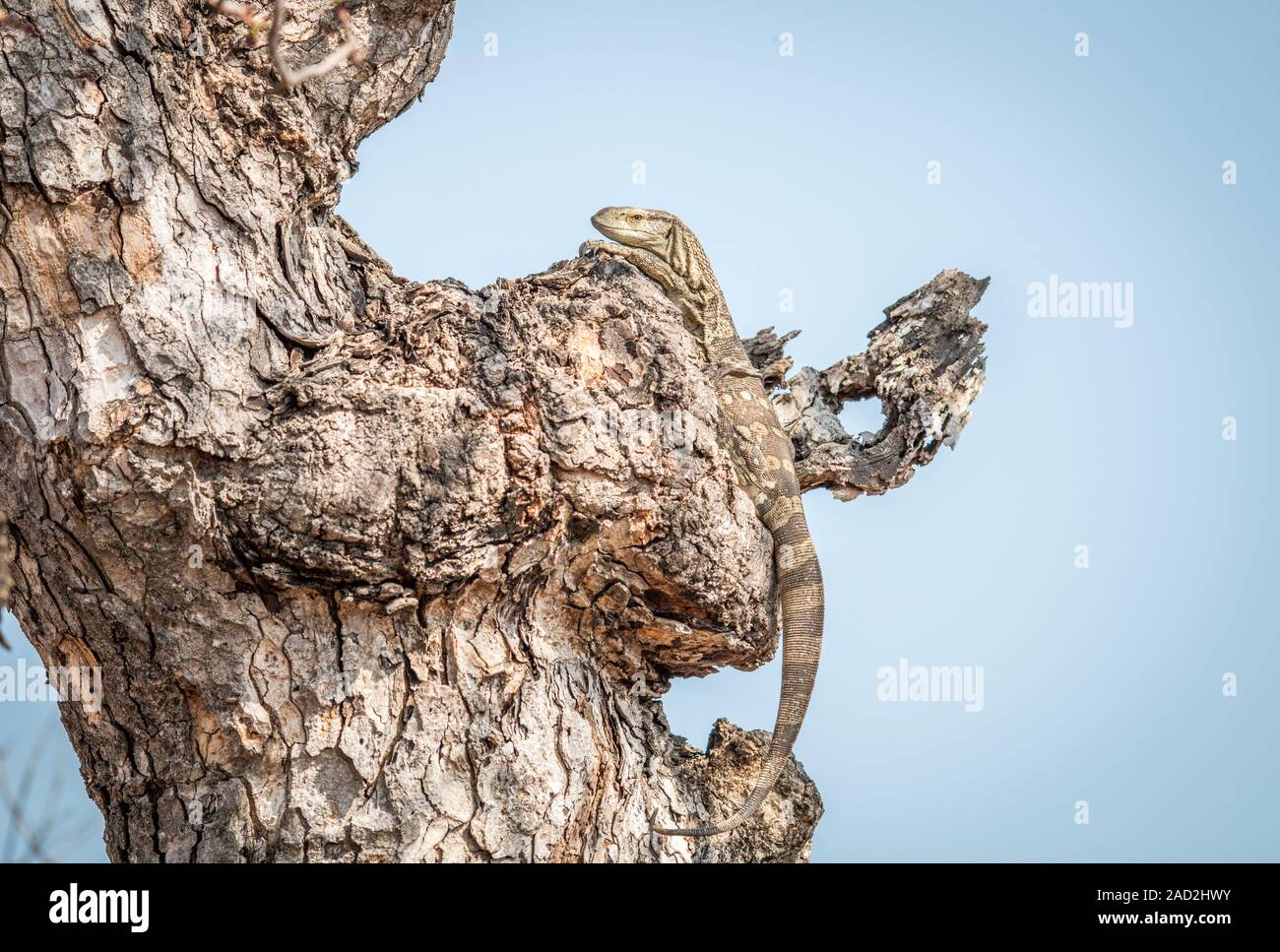 Rock moniteur dans un arbre. Banque D'Images