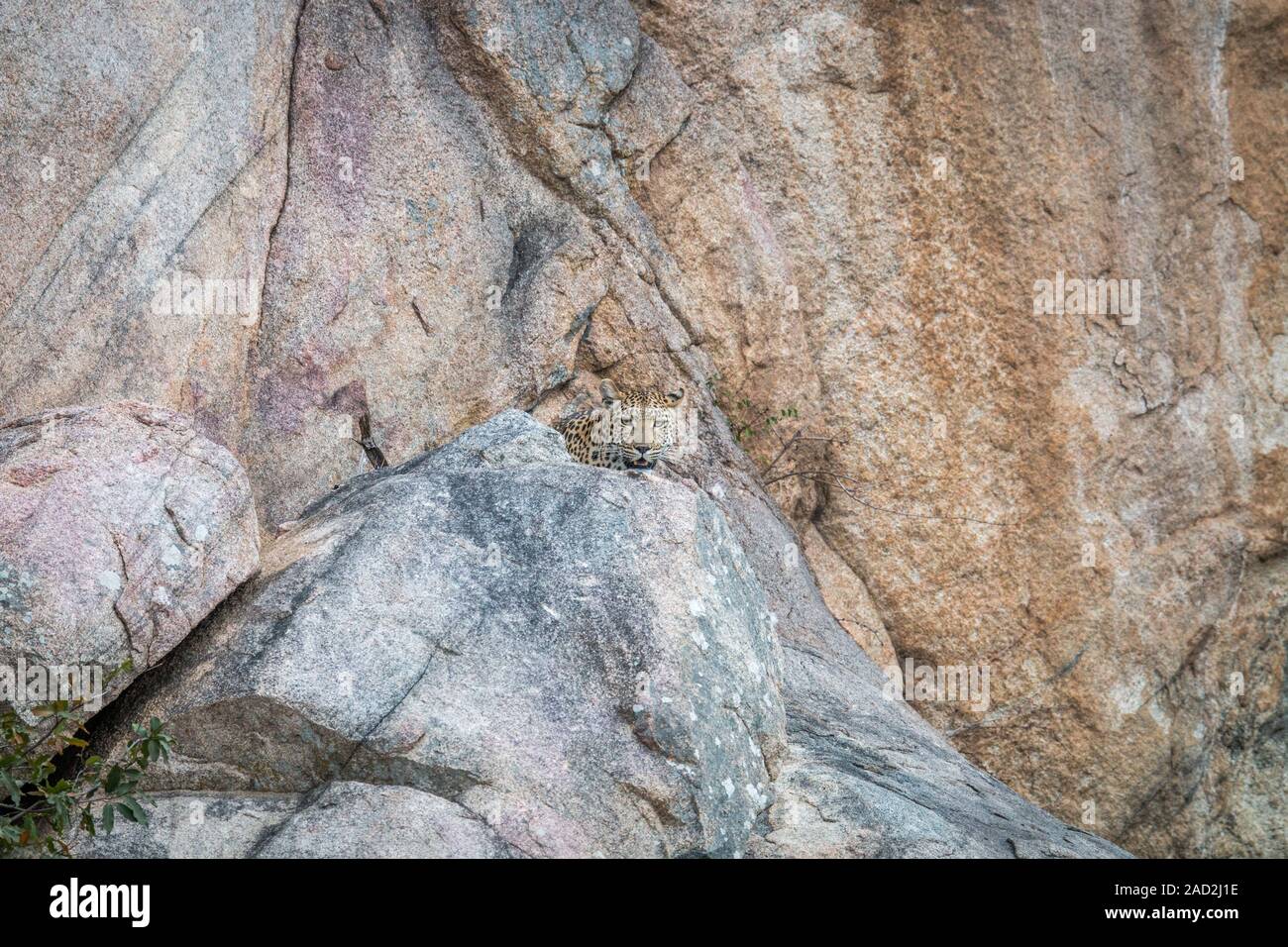 Leopard se cacher derrière un rocher. Banque D'Images