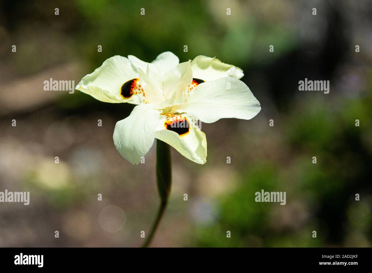La fleur jaune pâle d'un drapeau papillon (Dietes bicolor) Banque D'Images