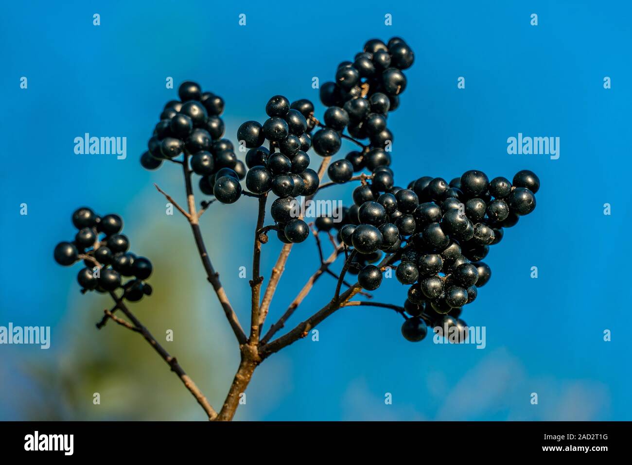 Close up détaillée d'une grappe de baies noires sur une branche en plein soleil d'automne Banque D'Images