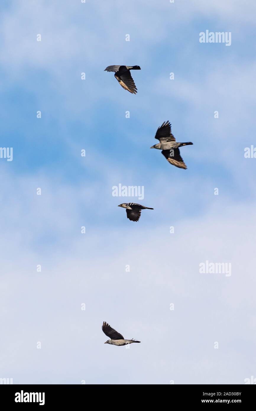 Les oiseaux en plein vol, Auvergne, France. Banque D'Images
