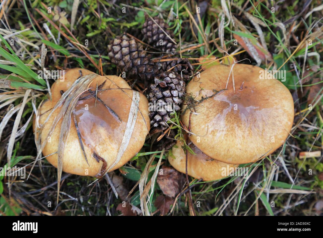 Champignons au beurre, symbiose avec des pins, Jack glissante, Suillus luteus Banque D'Images