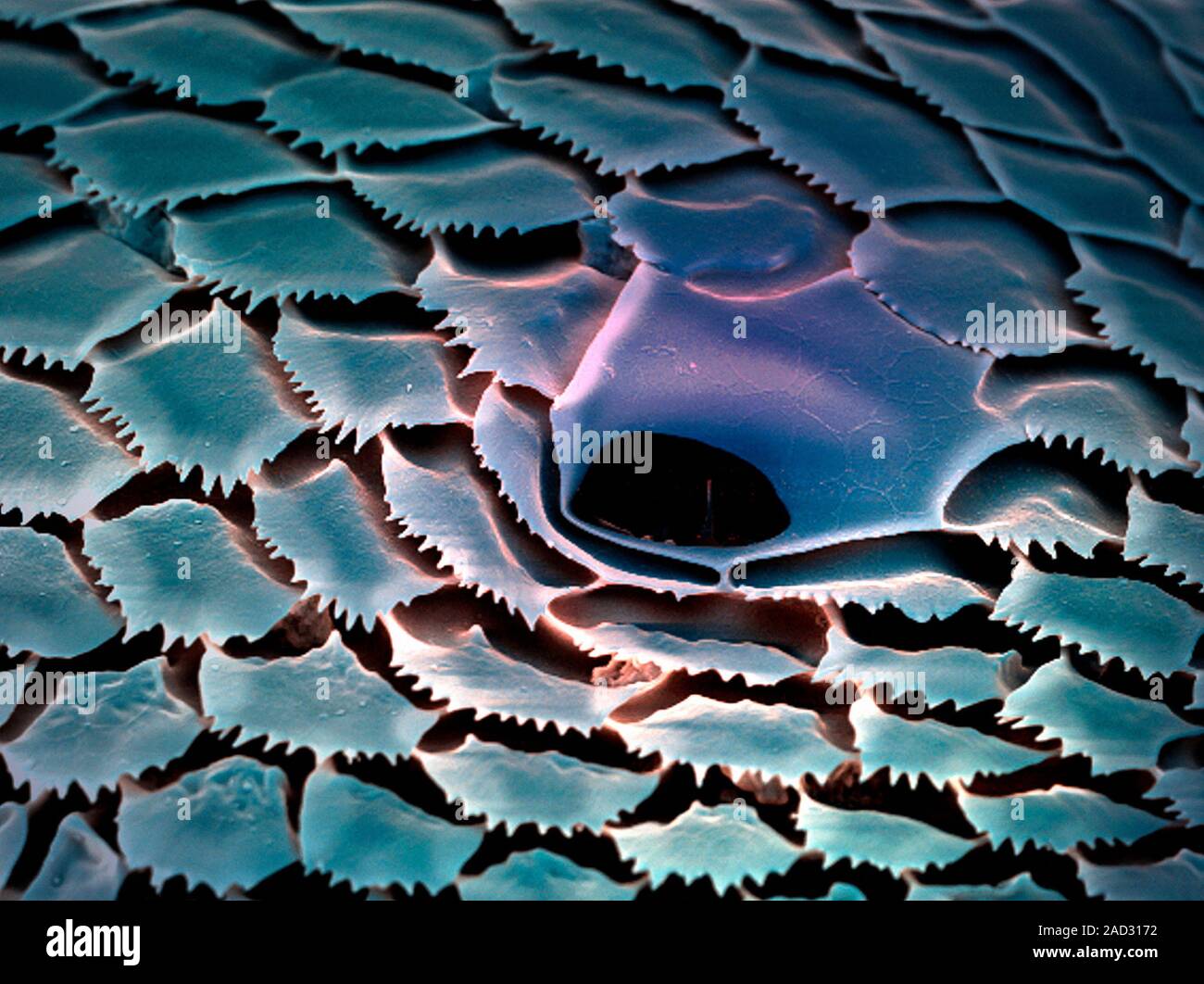 Stigmate d'insectes. Couleur de l'analyse des électrons Microphotographie (SEM) d'un trou (spiracle, centre) sur le corps d'un insecte. Spiracles sont les ouvertures dans un insec Banque D'Images