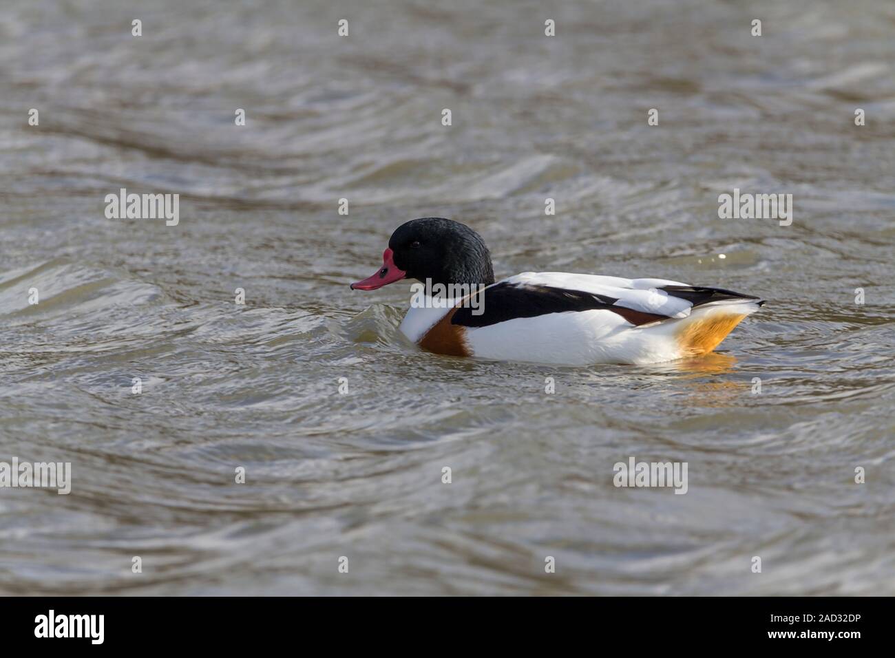 Shellduck (Tadorna tadorna) grand canard blanc vert brillant de la tête et du haut du cou poitrine marron orange noir bande jaune sur les ailes et le croupion rouge orange, le projet de loi. Banque D'Images