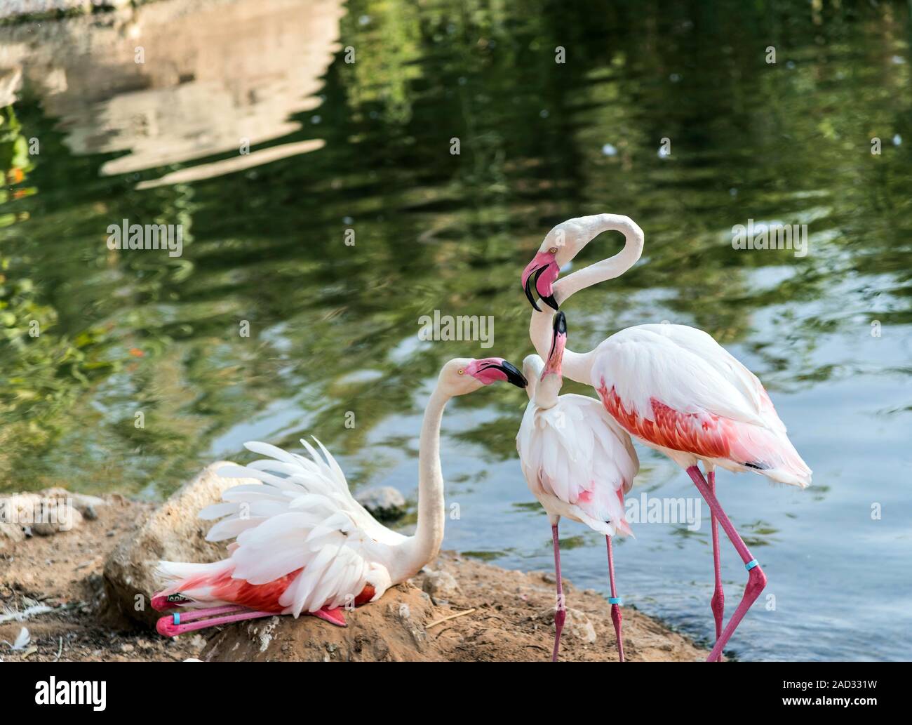Caraïbes flamant rose à Ras Al Khor Wildlife Sanctuary, une réserve de terres humides à Dubaï, Émirats Arabes Unis Banque D'Images