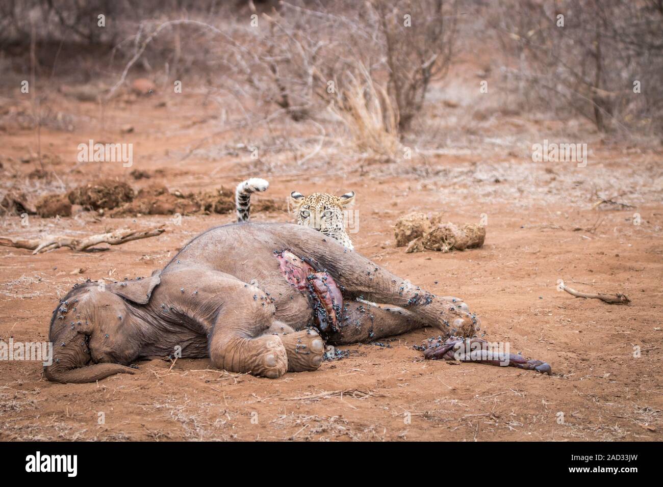 Leopard à un bébé éléphant carcasse. Banque D'Images