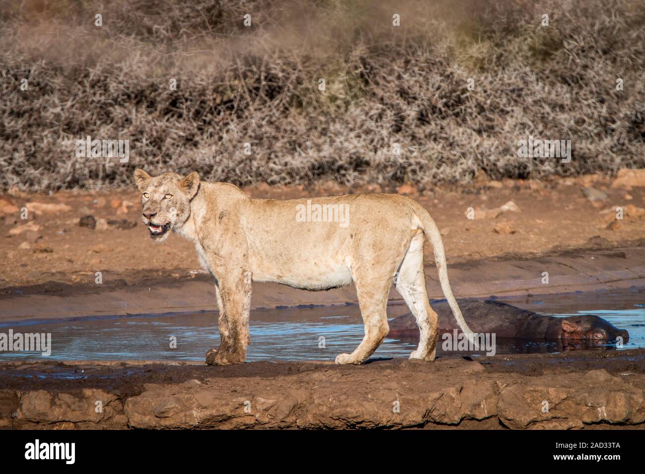 Lion debout à côté d'un trou d'eau. Banque D'Images
