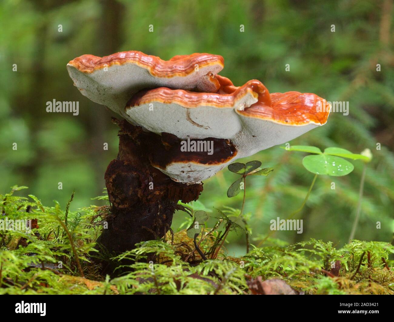 Le Reishi rouge, Ganoderma lucidum Banque D'Images