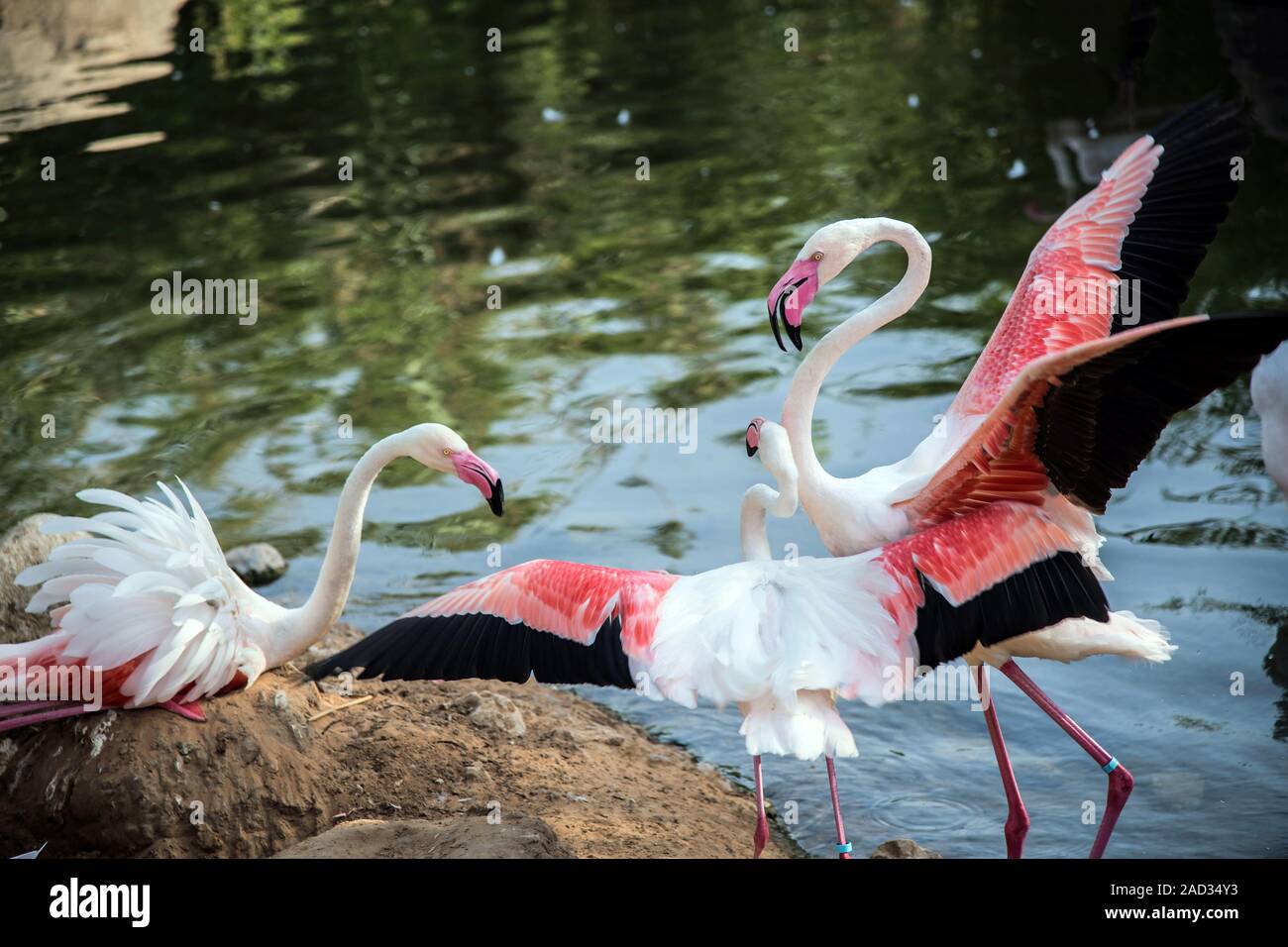 Caraïbes flamant rose à Ras Al Khor Wildlife Sanctuary, une réserve de terres humides à Dubaï, Émirats Arabes Unis Banque D'Images