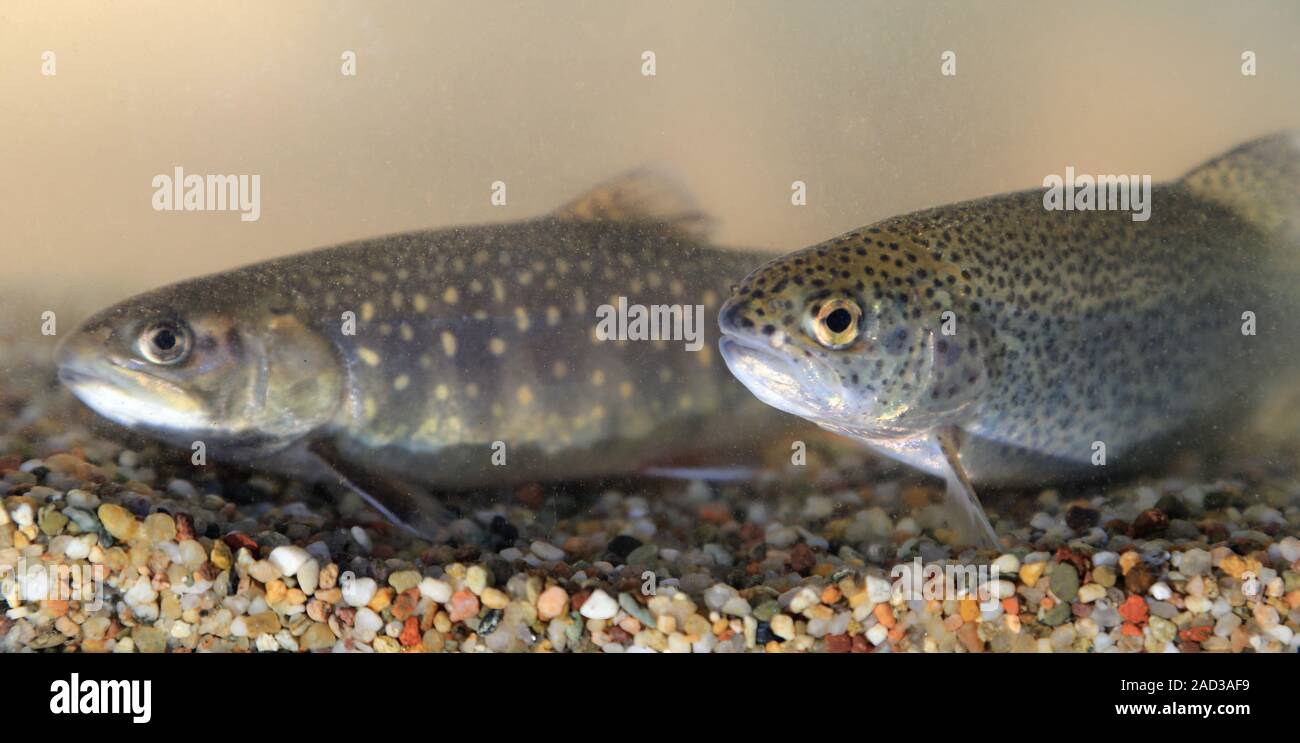 L'omble de fontaine et truite arc-en-ciel, Oncorhynchus mykiss Salvelinus fontinalis, Banque D'Images