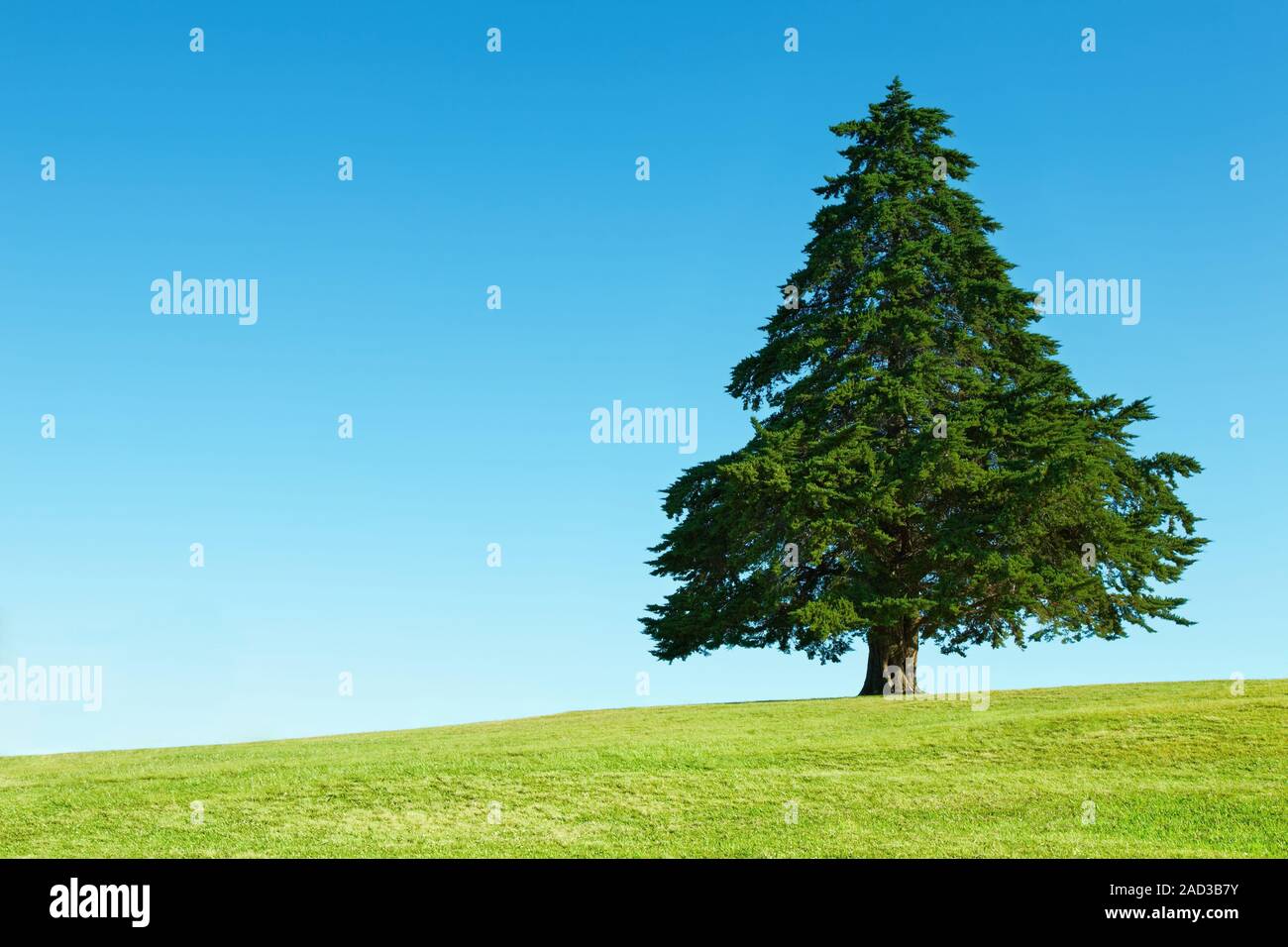 Lonely tree sur le champ vert contre fond de ciel bleu Banque D'Images