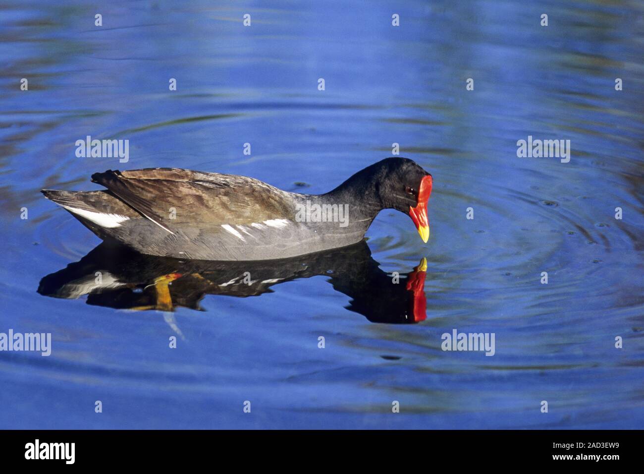 La Gallinule poule-d'eau, les oiseaux adultes ont un bouclier frontal rouge sur le projet de loi Banque D'Images