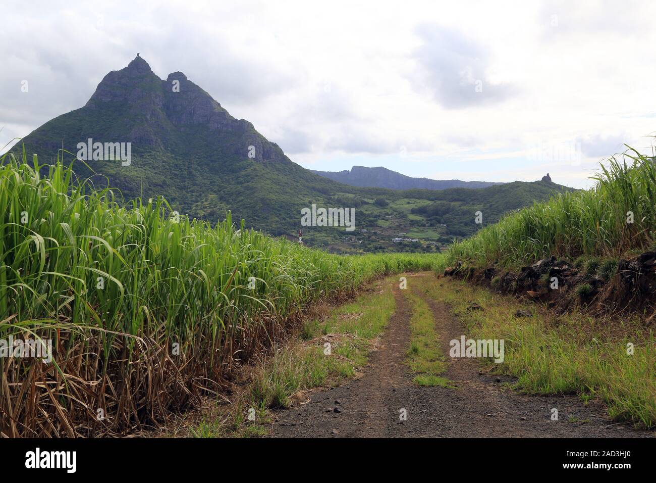 L'Ile Maurice, champ de canne à sucre à la substitution, mountain Pieter Both Banque D'Images