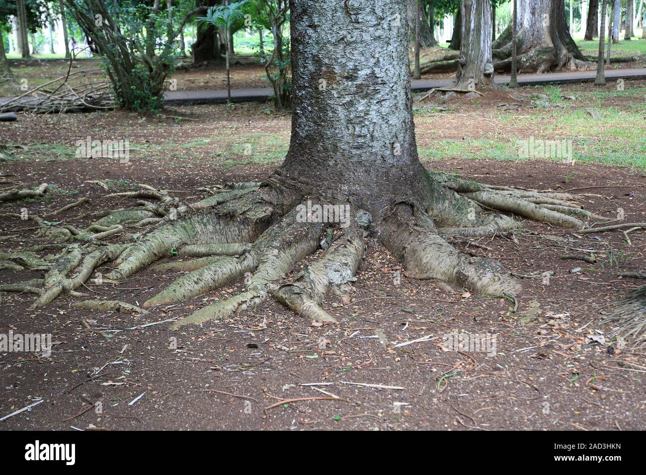 L'Ile Maurice, Araucaria columnaris, racines d'un pin Cook dans le Jardin Botanique Banque D'Images