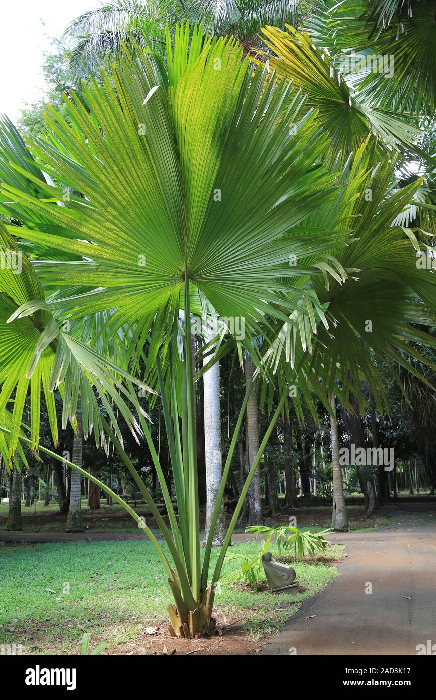 L'Ile Maurice, le Jardin Botanique, Palmier Talipot Corypha umbraculifera, Banque D'Images