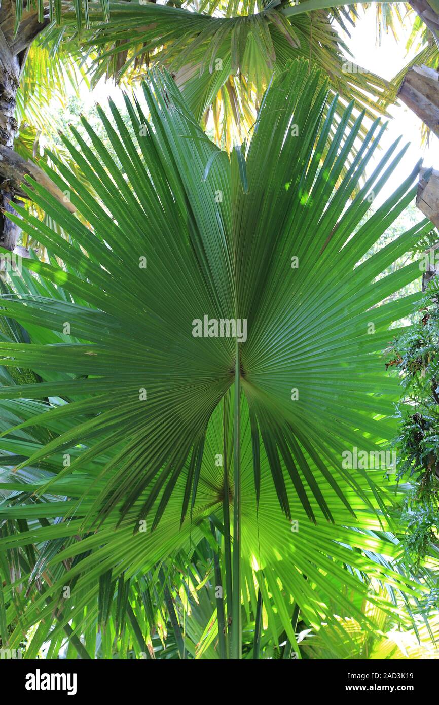 L'Ile Maurice, le Jardin Botanique, Talipot Corypha umbraculifera, Palm leaf Banque D'Images