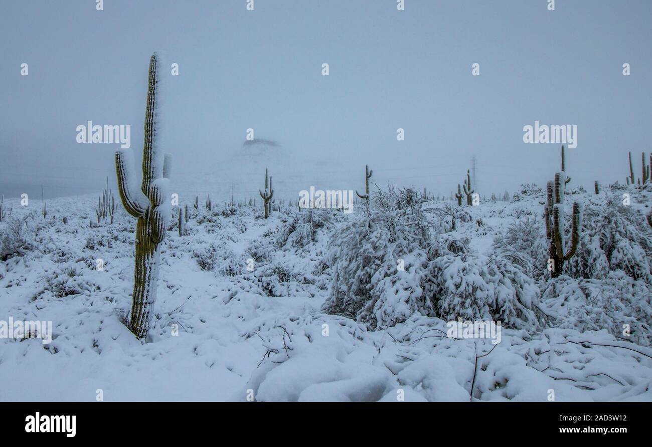 Saguaro Cactus couverts de neige dans le Nord de Scottsdale en Arizona après la tempête en février 2019 Banque D'Images