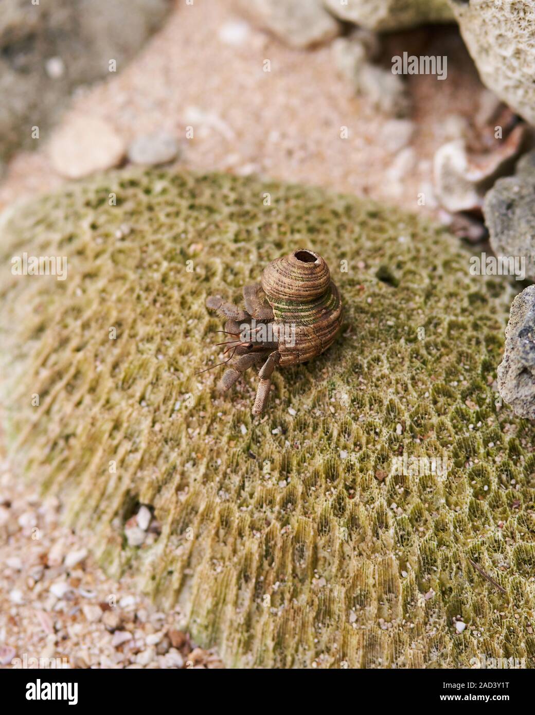 Un ermite de fourrages sur une roche à la plage secrète, Mirissa au Sri Lanka Banque D'Images