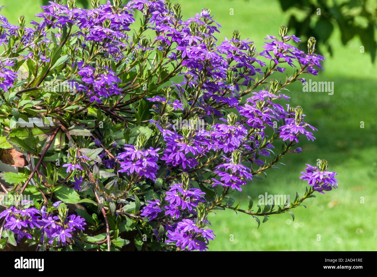Scaevola aemula 'Blue Wonder' de plus en plus pot de jardin Banque D'Images