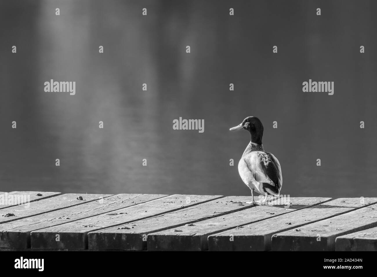 Mallard-Canard colvert (Anas platyrhynchos), Auvergne, France. Banque D'Images