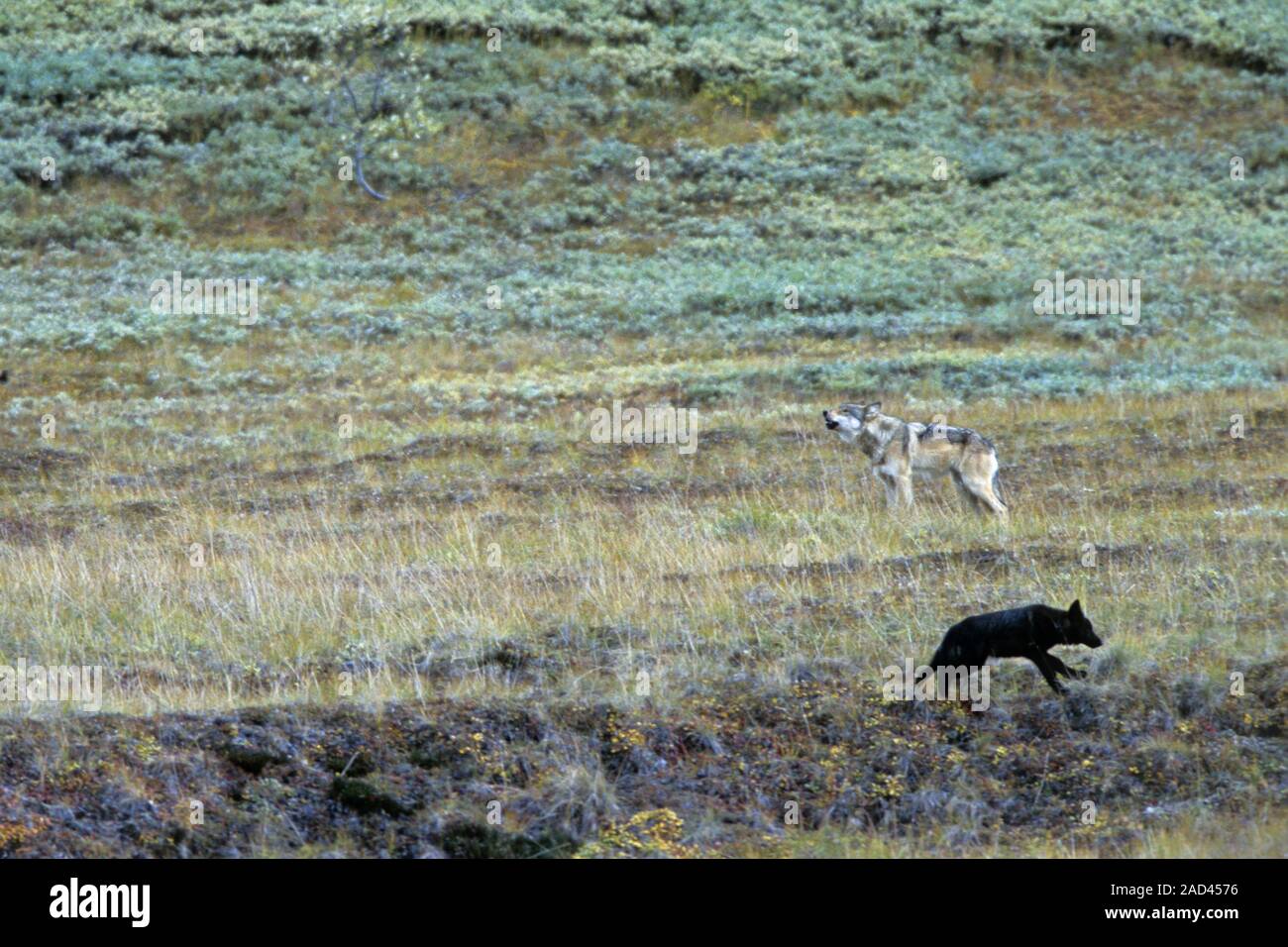 Loup adultes met en garde les petits avec un grizzli de hurlements Banque D'Images