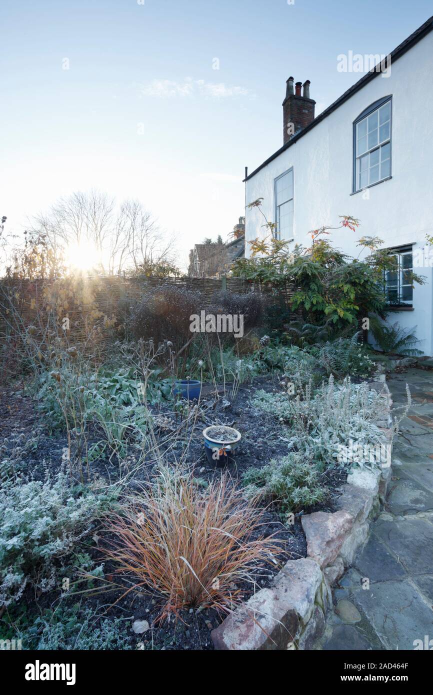 Frontière herbacées dans jardin d'une maison ancienne avec extension moderne, sur un matin d'hiver glacial. Bristol. UK. Gazon d'ornement en premier plan est Banque D'Images