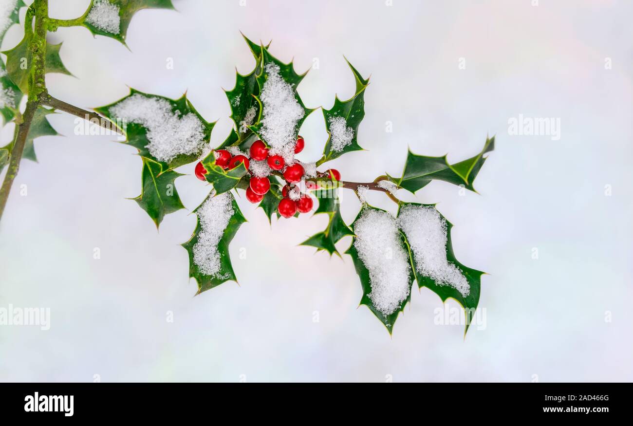 Noël rouge des baies de houx, Ilex aquifolium, sur une branche avec des feuilles vertes épineuses couverte de neige par une froide journée de décembre en hiver, Allemagne Banque D'Images
