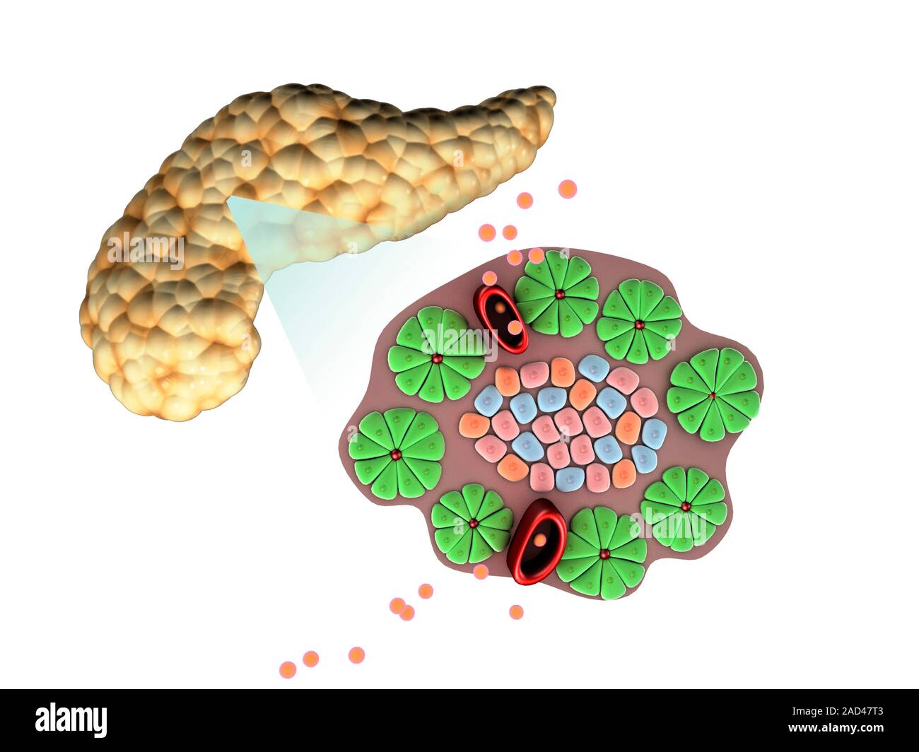 Anatomie du pancréas. Illustration de l'insuline hormone pancréatique (points orange) d'être sécrétée par le pancréas. L'insuline joue un rôle essentiel dans le métab Banque D'Images