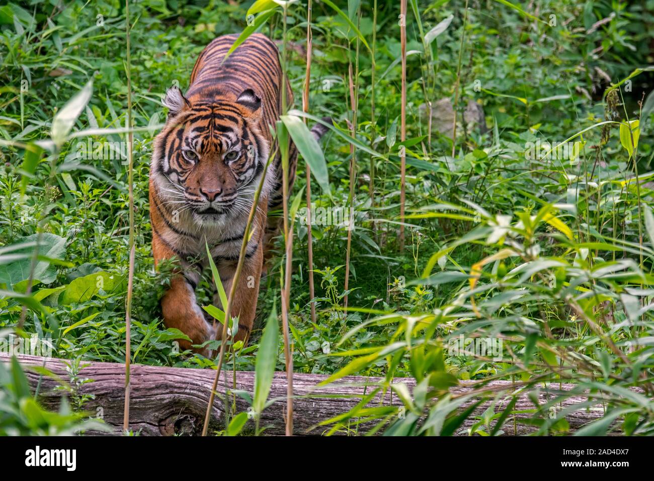 Tigre de Sumatra (Panthera tigris sondaica) chasse en forêt tropicale, originaire de l'île indonésienne de Sumatra, Indonésie Banque D'Images