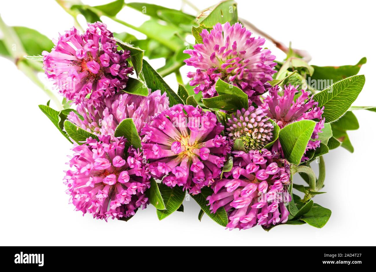 Bouquet de fleurs de trèfle gros plan avec des feuilles vertes Banque D'Images