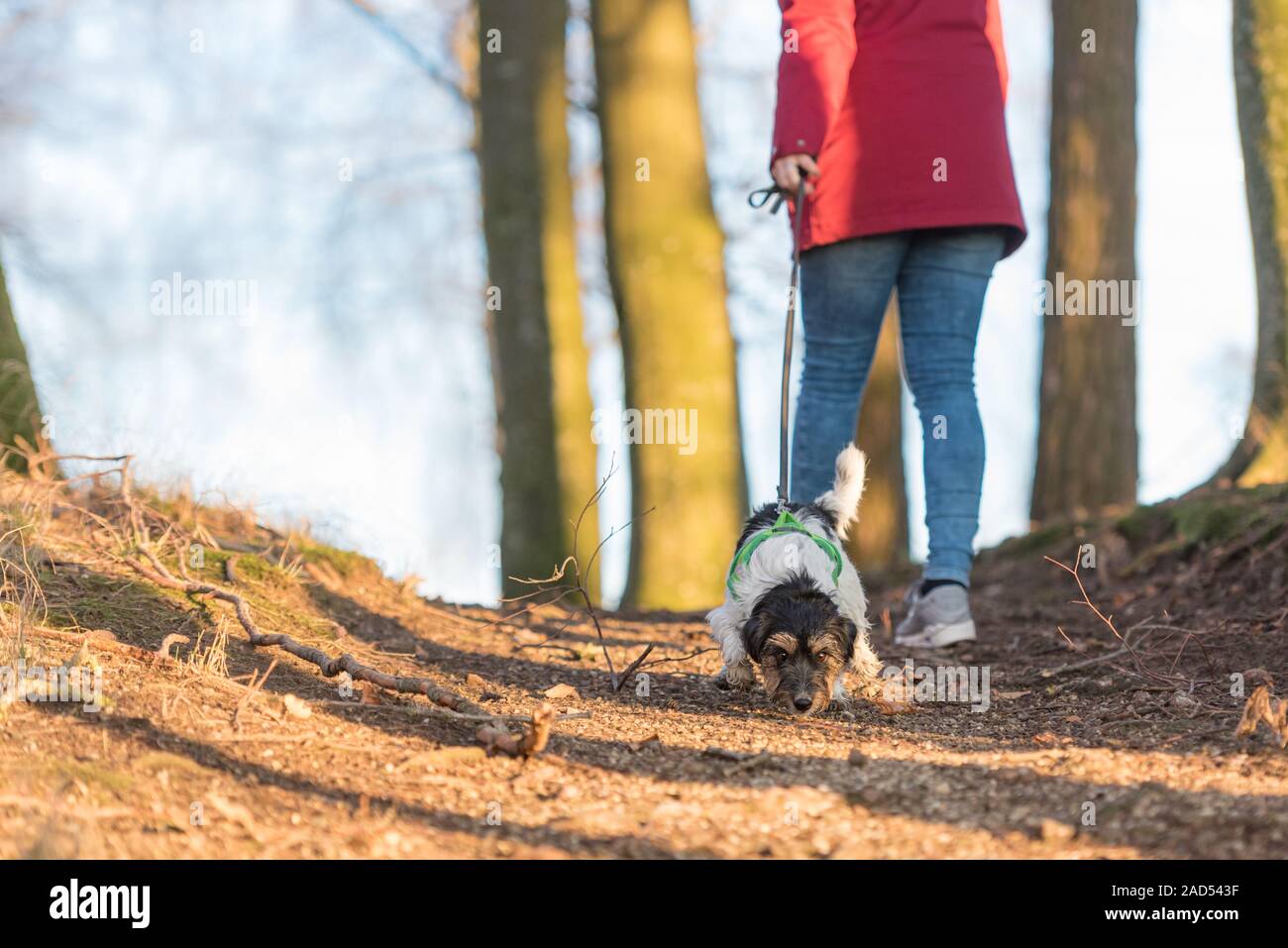 Dog Pulls Leash Photos Dog Pulls Leash Images Alamy