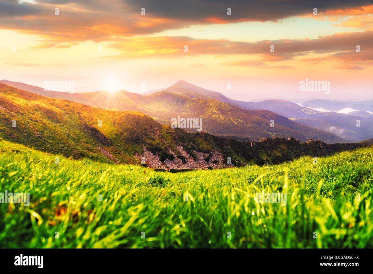 Paysage de montagne d'été dans des Carpates. L'herbe verte et de montagnes sur l'arrière-plan. Au lever du soleil incroyable parc naturel national Banque D'Images