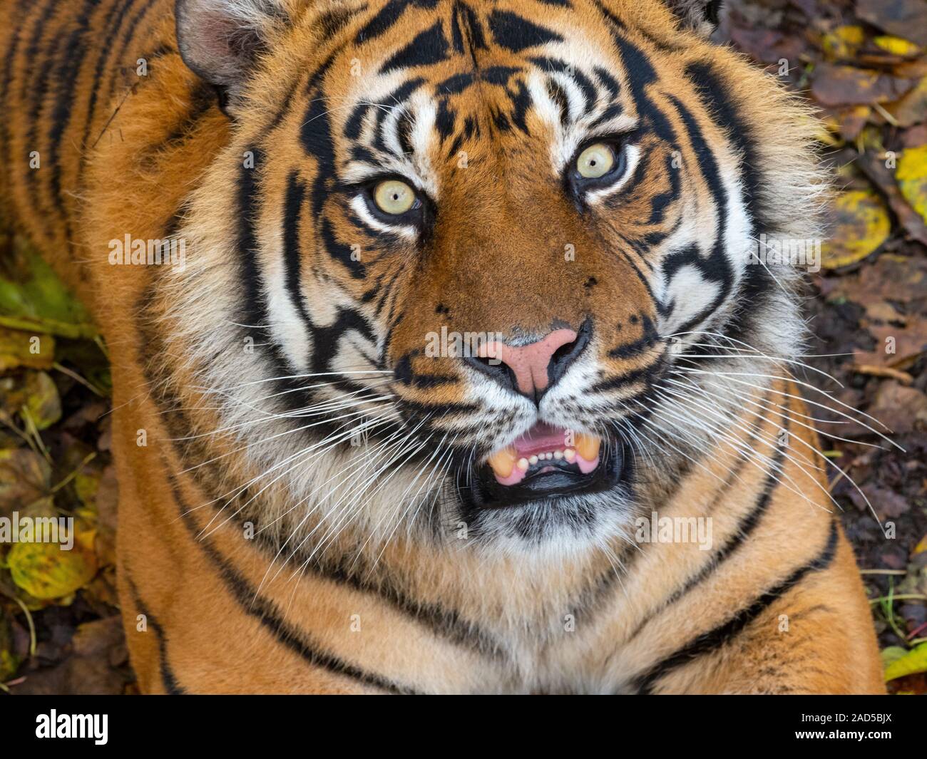 Tigre de Sumatra Panthera tigris sondaica prisonnier Banque D'Images