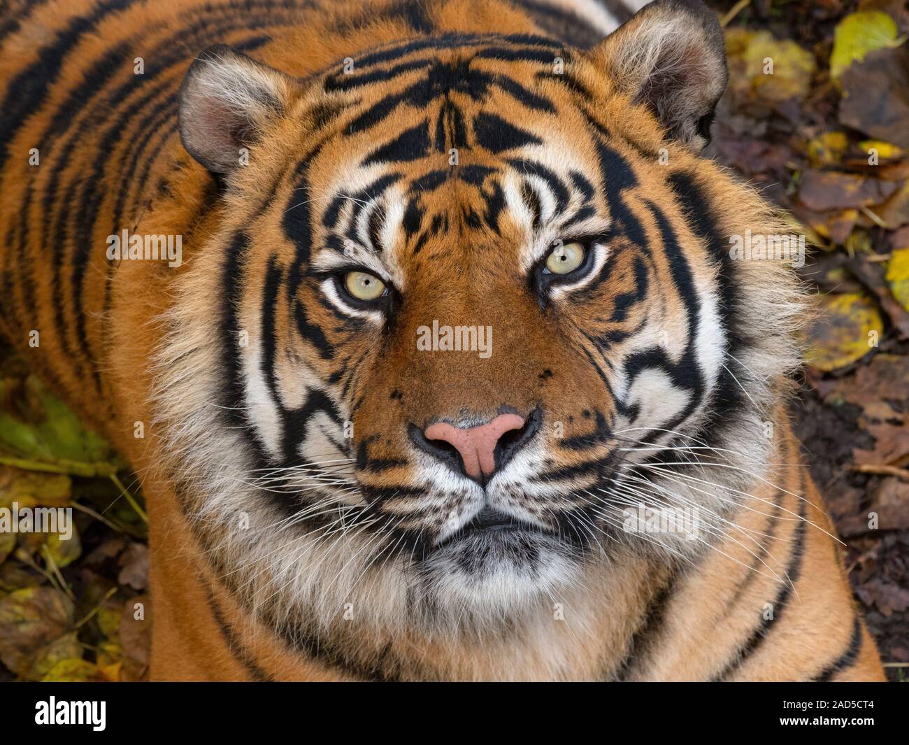 Tigre de Sumatra Panthera tigris sondaica prisonnier Banque D'Images
