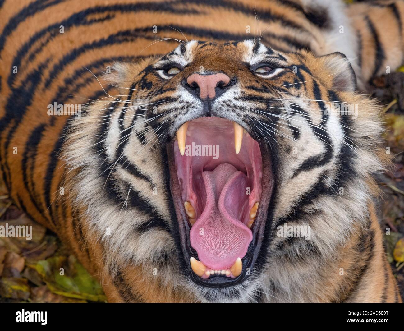Tigre de Sumatra Panthera tigris sondaica captif du bâillement Banque D'Images