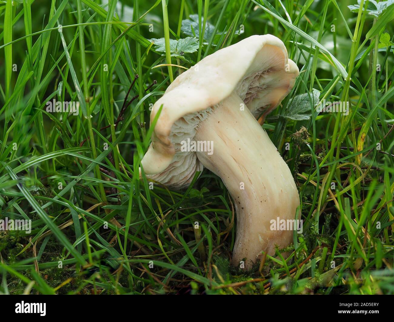 Calocybe gambosa, Saint George's, champignons Banque D'Images