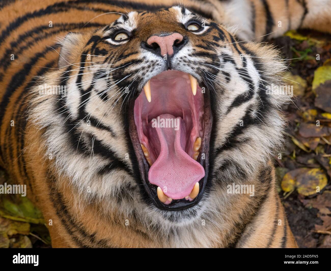 Tigre de Sumatra Panthera tigris sondaica captif du bâillement Banque D'Images