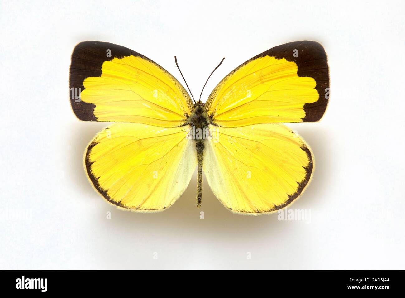 Spécimen de papillon,Corée Eurema hécube,jaune herbe commune Banque D'Images