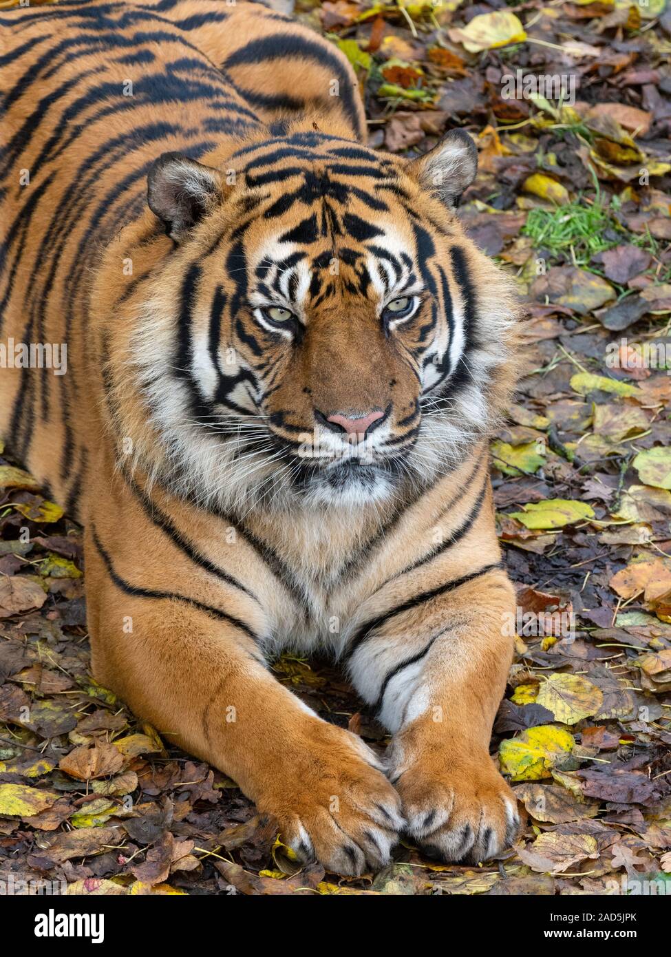 Tigre de Sumatra Panthera tigris sondaica prisonnier Banque D'Images