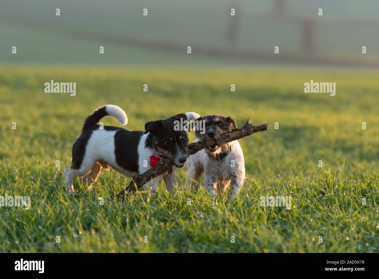 Deux cute litte Jack Russell Terrier chiens courir ensemble dans un pré vert et de jouer et se battre avec une grosse branche. Banque D'Images