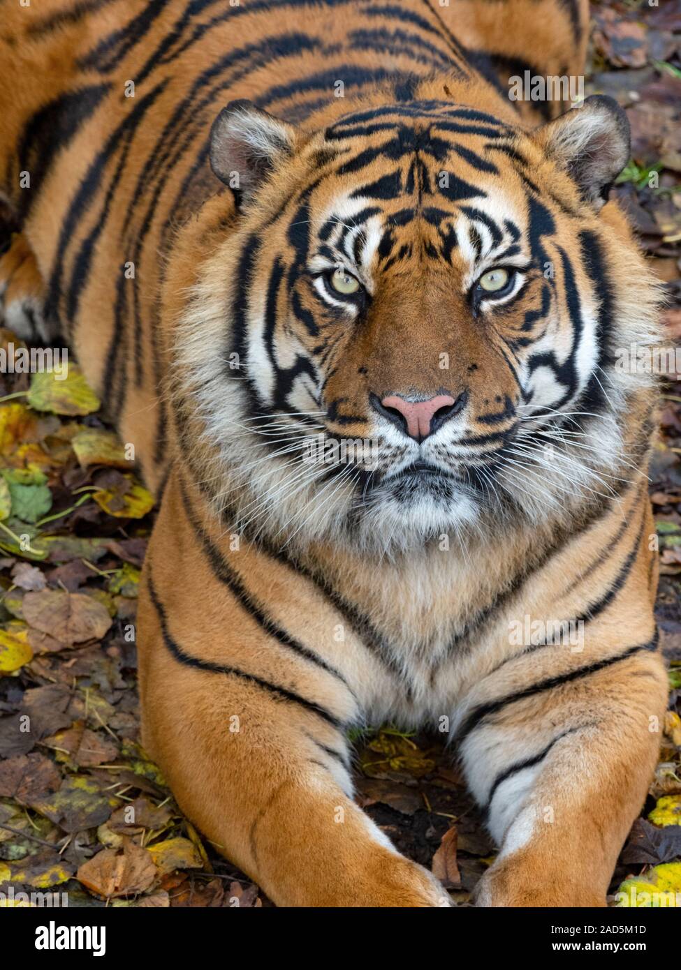 Tigre de Sumatra Panthera tigris sondaica prisonnier Banque D'Images