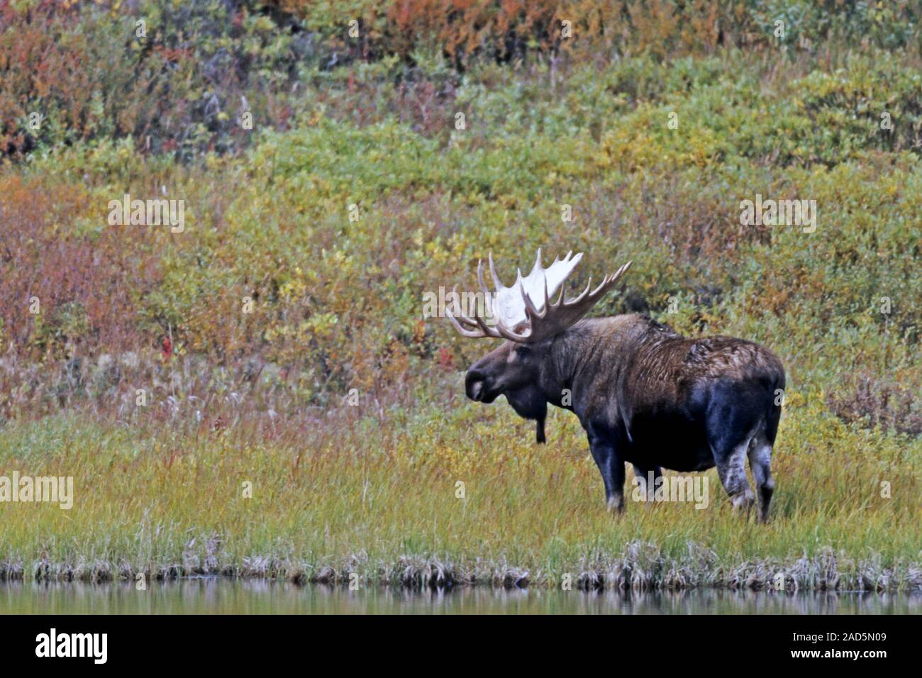 Bull Moose / Alaska / Orignal Orignal Orignal géant / Alaska Banque D'Images