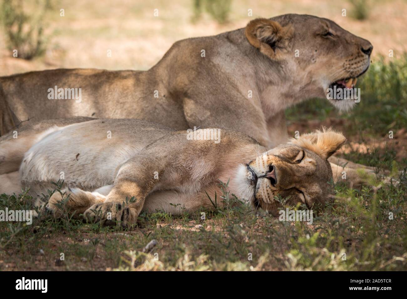 Les Lions se reposant à l'ombre dans le parc Kgalagadi. Banque D'Images