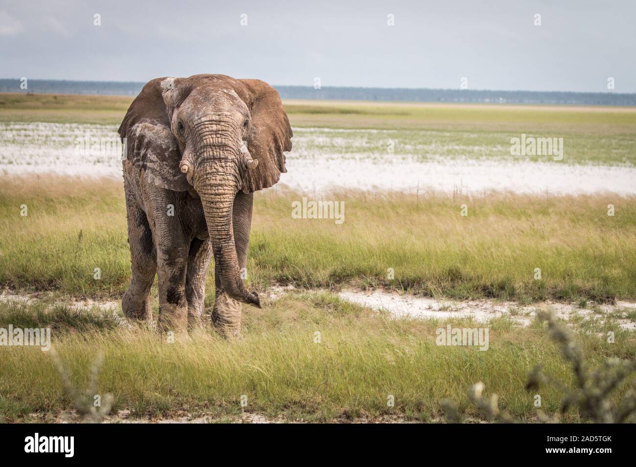 Éléphant bull à marcher en direction de l'appareil photo. Banque D'Images