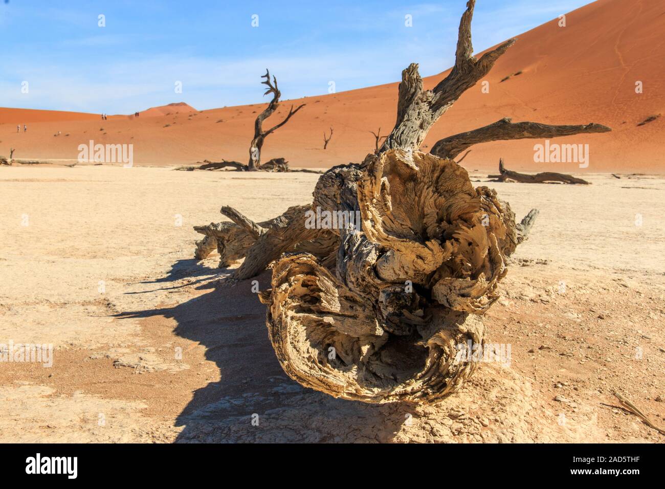 Arbre mort Sossusvlei dans le désert. Banque D'Images